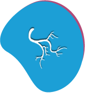 in vivo vitro exploration cardiovascular deseases