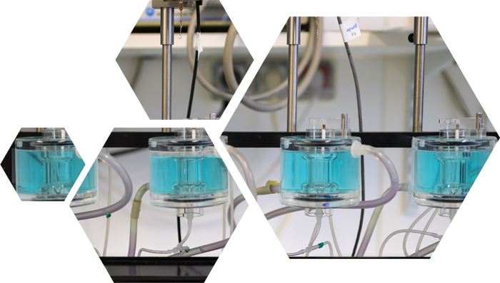 ex-vivo-in-vitro-Langendorff-perfused-isolated-heart